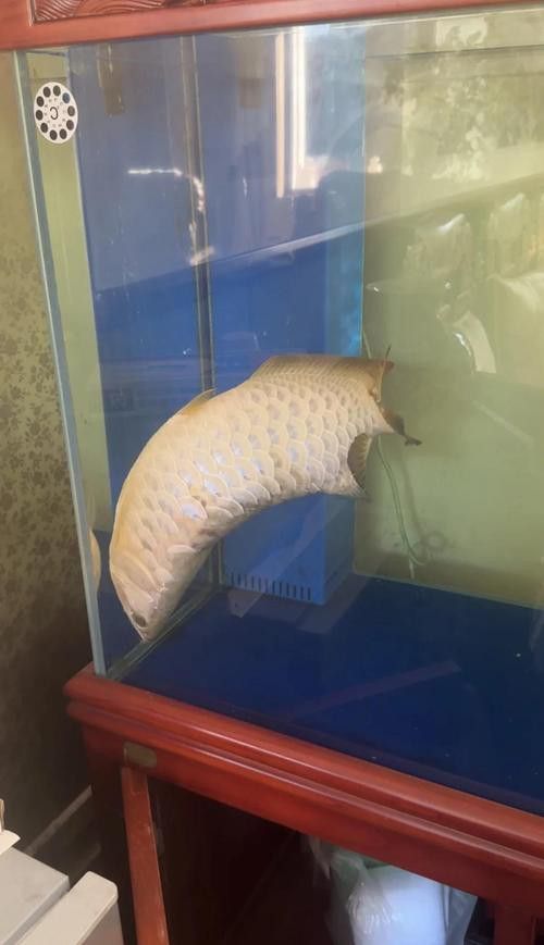 金龍魚總是張嘴呼吸