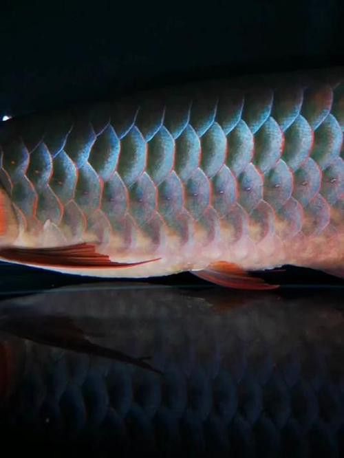 印尼紅龍魚發色過程圖片大全大圖