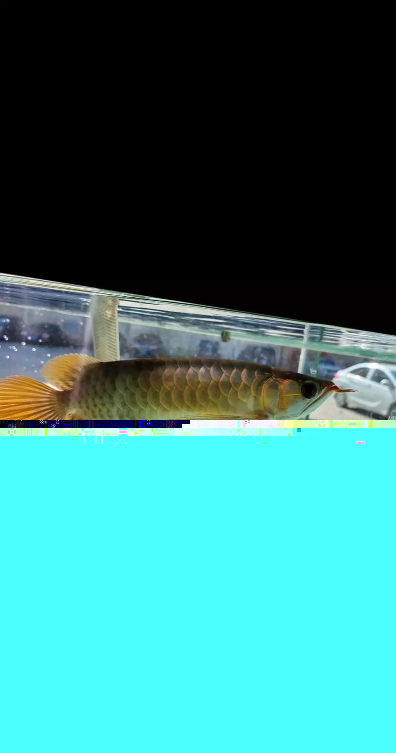 印尼紅龍魚發色過程圖片大全大圖