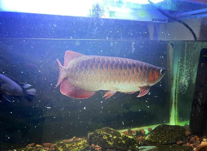 印尼紅龍魚發色過程圖片大全大圖