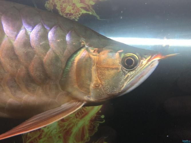 印尼紅龍魚發色過程圖片大全大圖