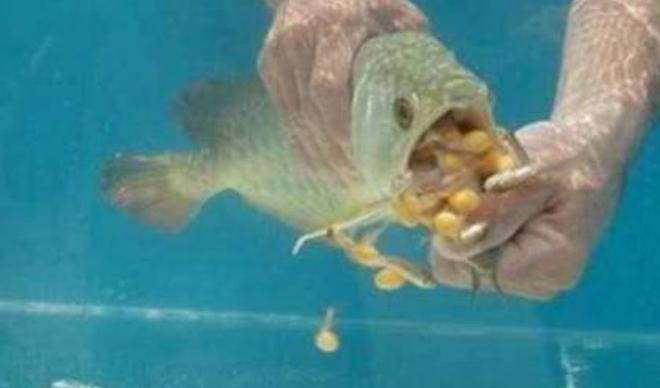 龍魚嘴里有個泡：龍魚嘴里出現(xiàn)泡可能是因為多種原因引起的