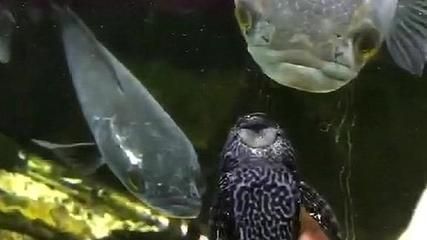 龍魚嘴里有個泡：龍魚嘴里出現(xiàn)泡可能是因為多種原因引起的