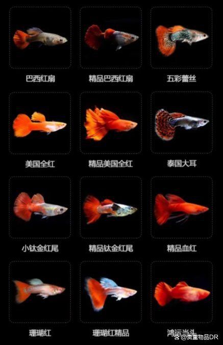 孔雀龍能和什么魚一起養