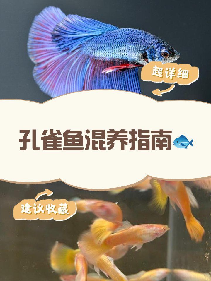 孔雀龍能和什么魚一起養