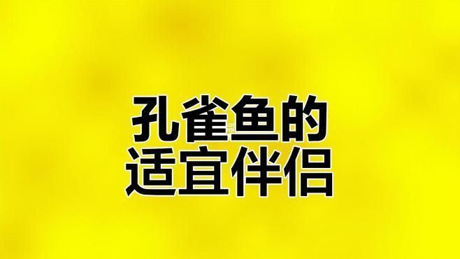 孔雀龍能和什么魚一起養