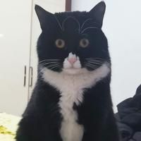 招財貓能和龍魚混養嗎