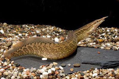 龍魚配什么工具魚合適：適合與龍魚混養的工具魚