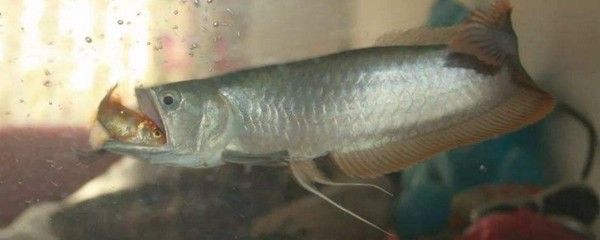 銀龍魚尾鰭邊緣發紅怎么回事（銀龍魚尾緣發紅怎么辦）