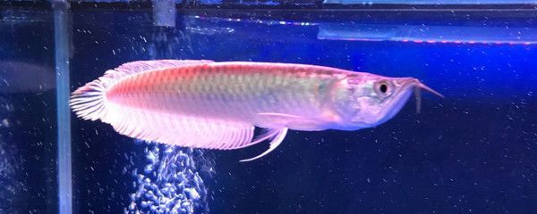 銀龍魚尾鰭邊緣發紅怎么回事（銀龍魚尾緣發紅怎么辦）