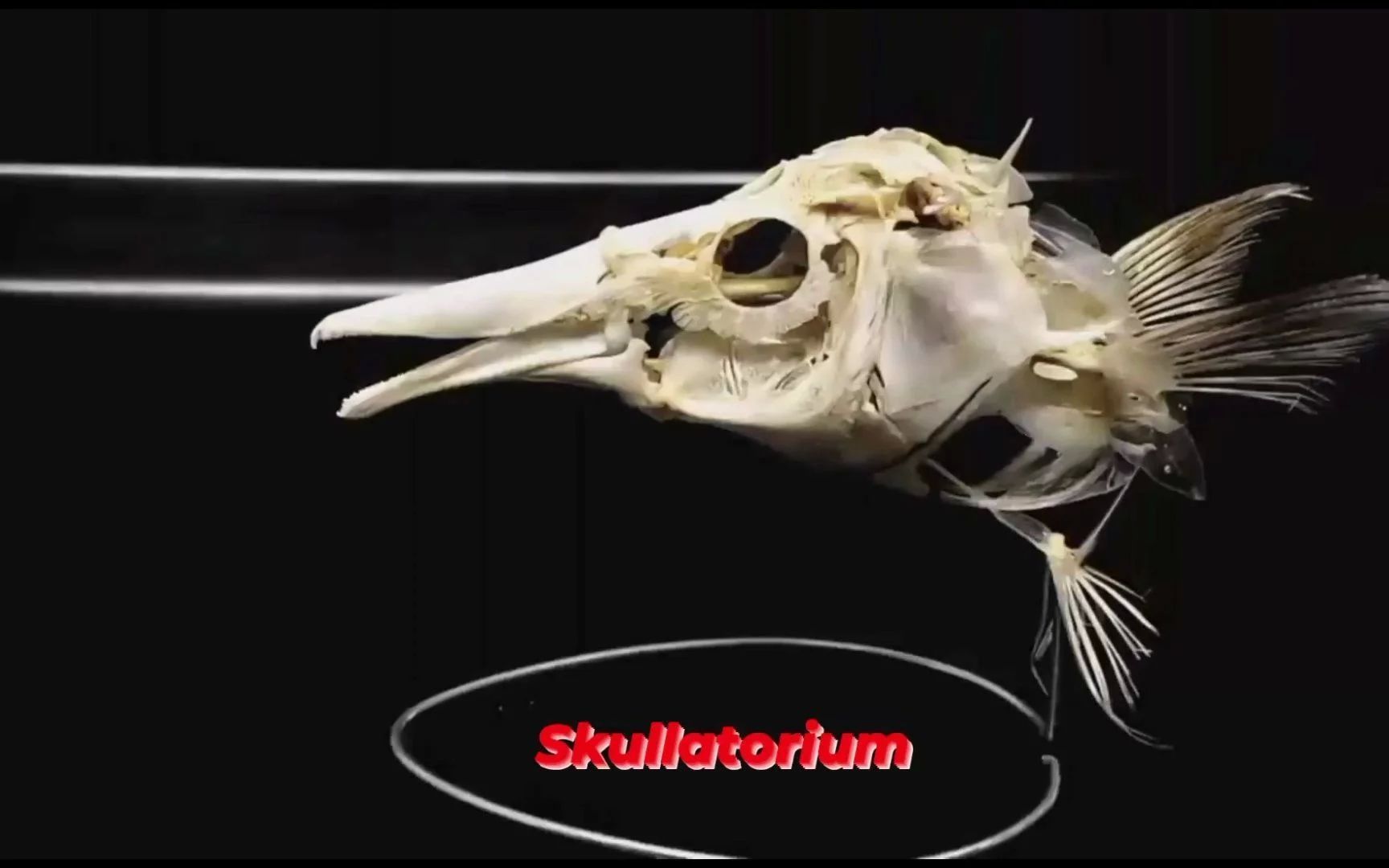 龍魚的頭骨多久開始發育：龍魚頭骨的發育開始于生命的早期階段，以下是關于龍魚頭骨發育的詳細信息