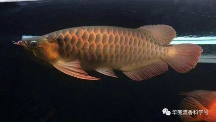 龍魚的頭骨多久開始發育：龍魚頭骨的發育開始于生命的早期階段，以下是關于龍魚頭骨發育的詳細信息