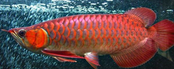 紅龍魚的飼養溫度多少合適（關于紅龍魚飼養溫度的詳細信息）