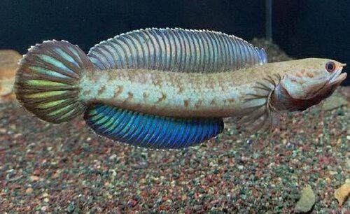 巴卡雷龍魚養在冷水里面會不會死亡