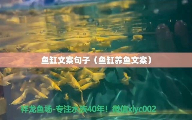 魚缸養魚文案簡短句子（魚缸布置創意設計）