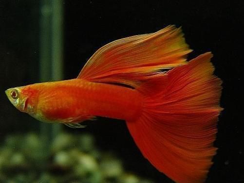 魚缸養魚文案簡短句子（魚缸布置創意設計）