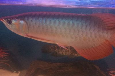 紅龍魚掉眼晚上需要開燈嗎為什么：晚上開燈養紅龍魚需要注意什么？