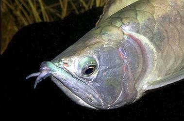 銀龍魚身上潰爛怎么辦圖片大全