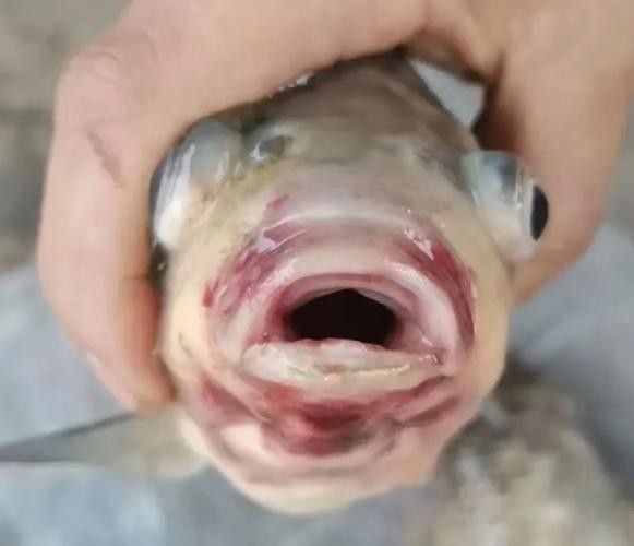 銀龍魚身上潰爛怎么辦圖片大全