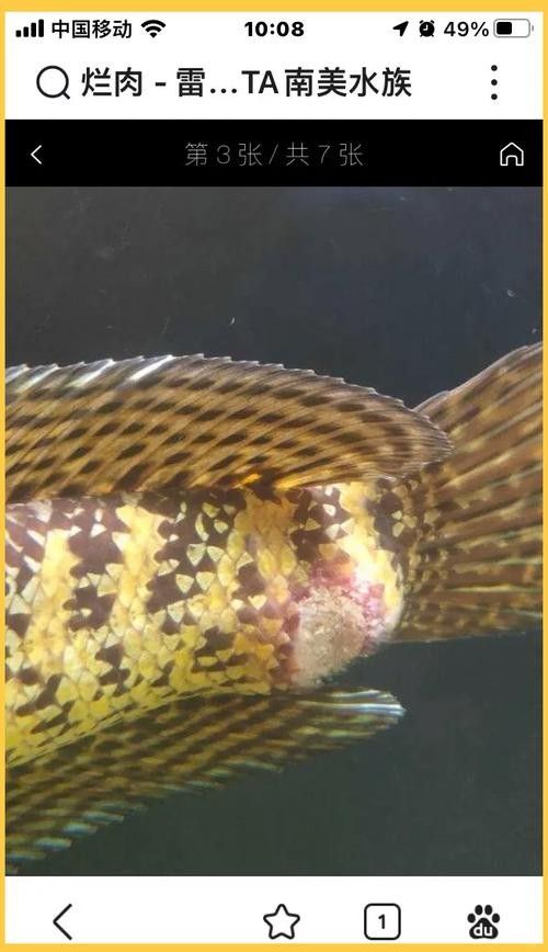 銀龍魚身上潰爛怎么辦圖片大全