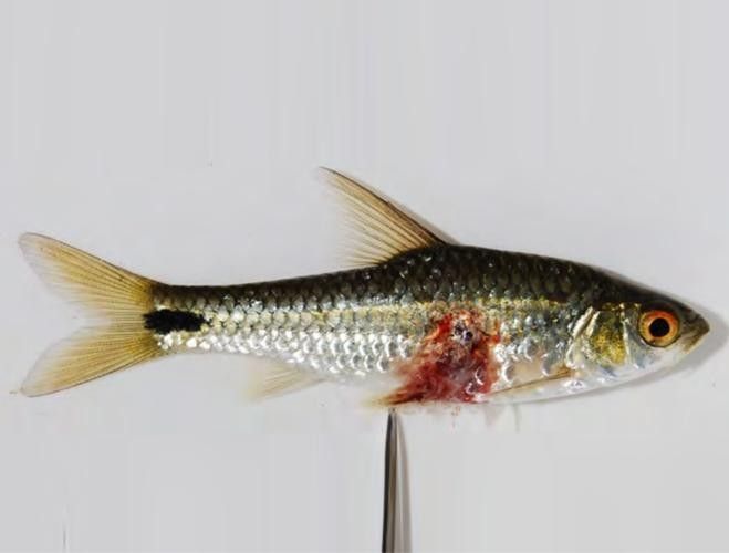 銀龍魚身上潰爛怎么辦圖片大全