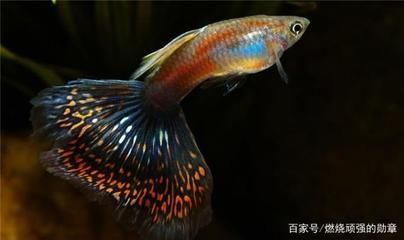 觀賞魚飼養(yǎng)密度最佳實(shí)踐，關(guān)于觀賞魚飼養(yǎng)密度的最佳實(shí)踐