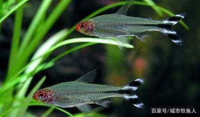 觀賞魚飼養(yǎng)密度最佳實(shí)踐，關(guān)于觀賞魚飼養(yǎng)密度的最佳實(shí)踐
