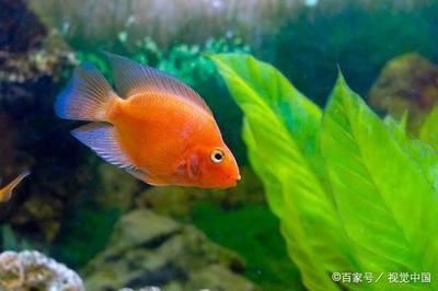 觀賞魚飼養(yǎng)密度最佳實(shí)踐，關(guān)于觀賞魚飼養(yǎng)密度的最佳實(shí)踐