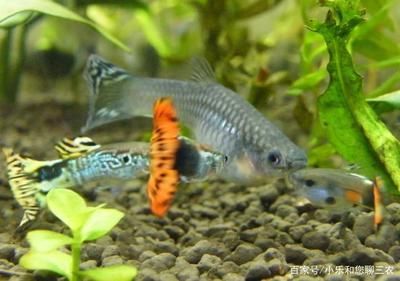 觀賞魚飼養(yǎng)密度最佳實(shí)踐，關(guān)于觀賞魚飼養(yǎng)密度的最佳實(shí)踐