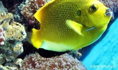 觀賞魚飼養(yǎng)密度最佳實(shí)踐，關(guān)于觀賞魚飼養(yǎng)密度的最佳實(shí)踐