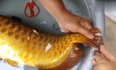 金龍魚高背和過背哪個好看