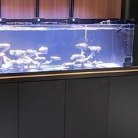 龍魚缸改海缸