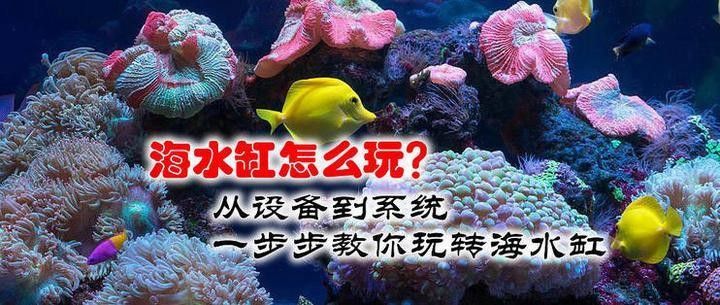 龍魚缸改海缸