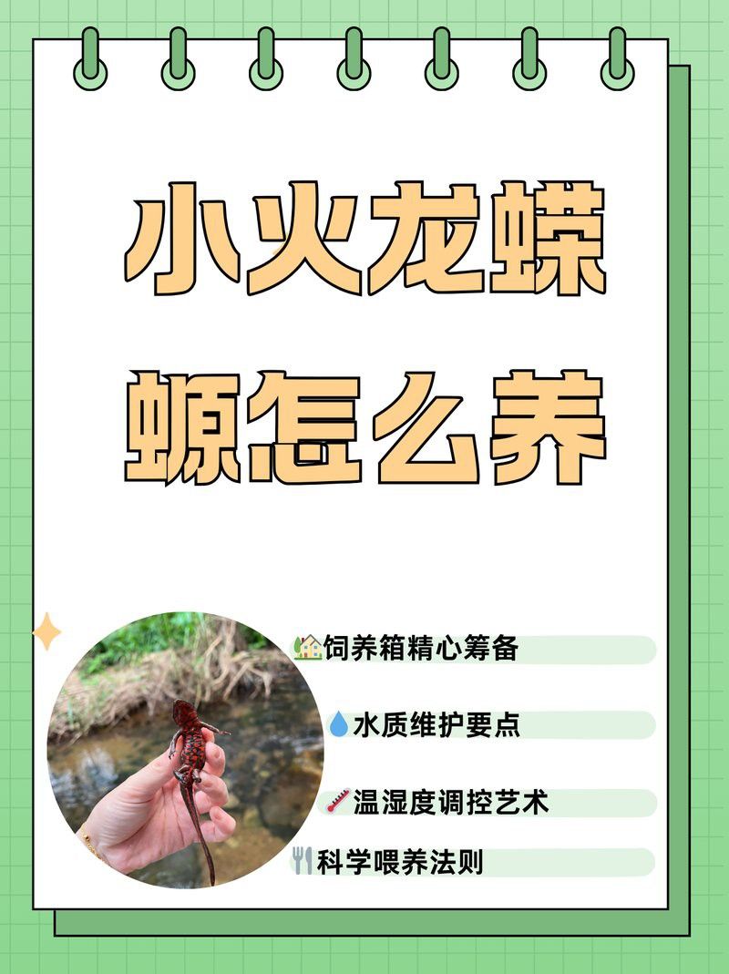 小火龍蠑螈多久喂一次食？