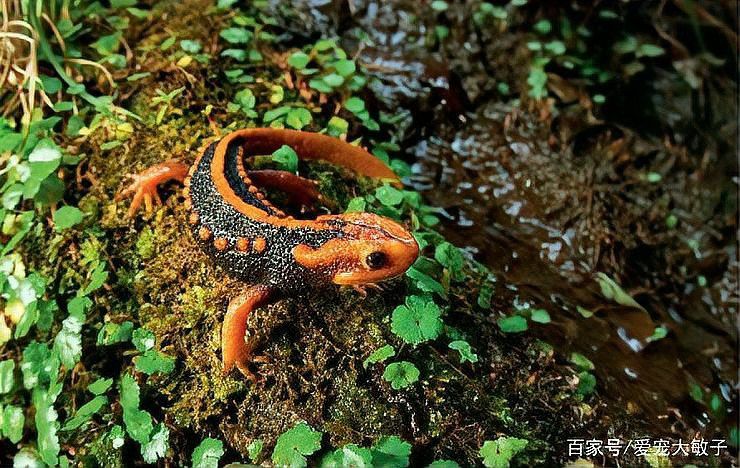 小火龍蠑螈多久喂一次食？