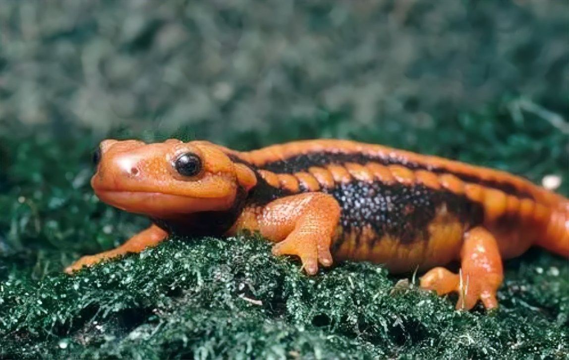 小火龍蠑螈多久喂一次食？