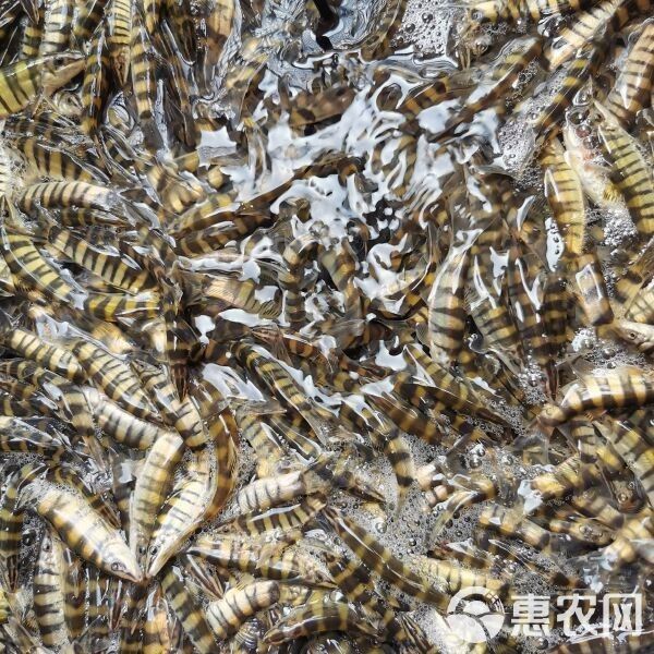 龍鰍魚的價格是多少