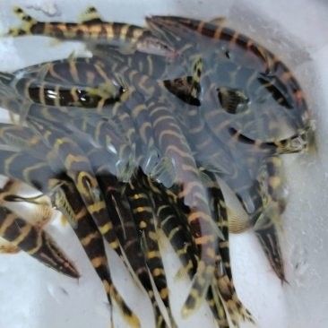 龍鰍魚的價格是多少