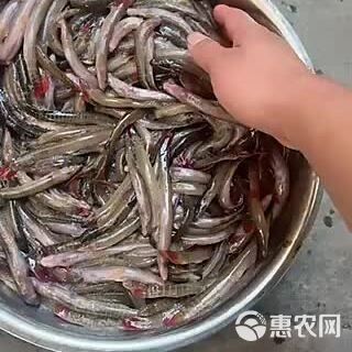龍鰍魚的價格是多少