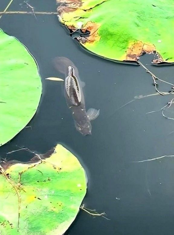 龍鰍魚的價格是多少