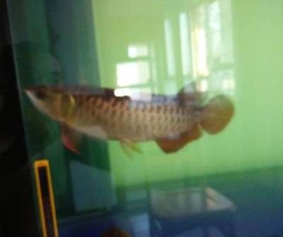 龍魚芯片怎么掃描（龍魚芯片怎么掃描龍魚芯片掃描步驟和注意事項）