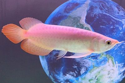 龍魚難不難養(yǎng)，龍魚的飼養(yǎng)難度主要體現(xiàn)在哪些方面