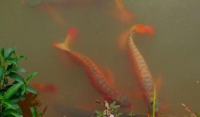 龍魚難不難養(yǎng)，龍魚的飼養(yǎng)難度主要體現(xiàn)在哪些方面