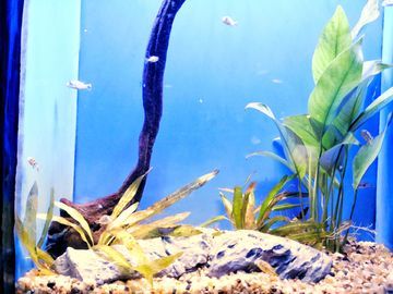 金龍魚需要什么顏色背景缸養：金龍魚背景缸顏色選擇詳細信息