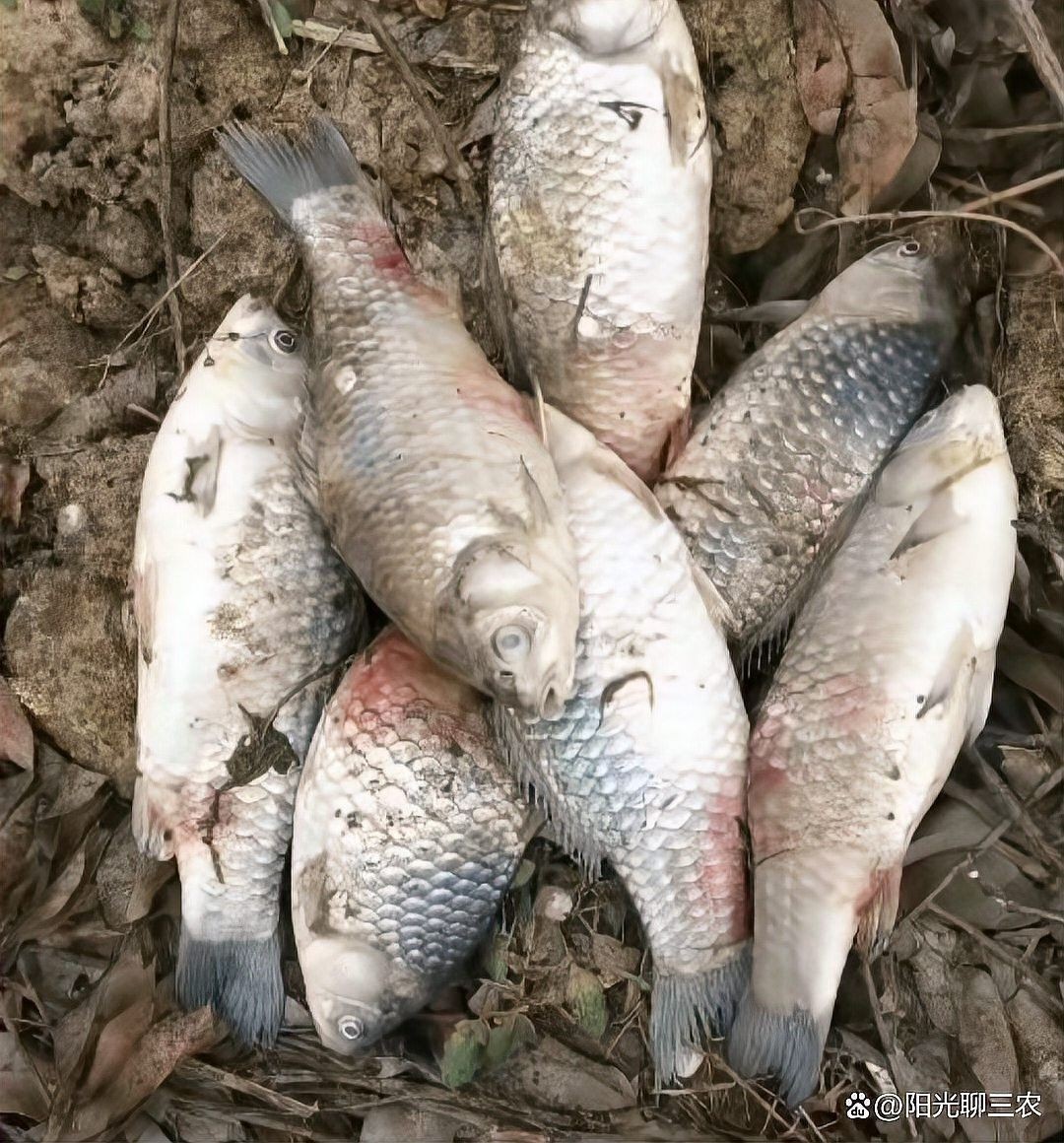 銀龍魚可以放黃粉嗎