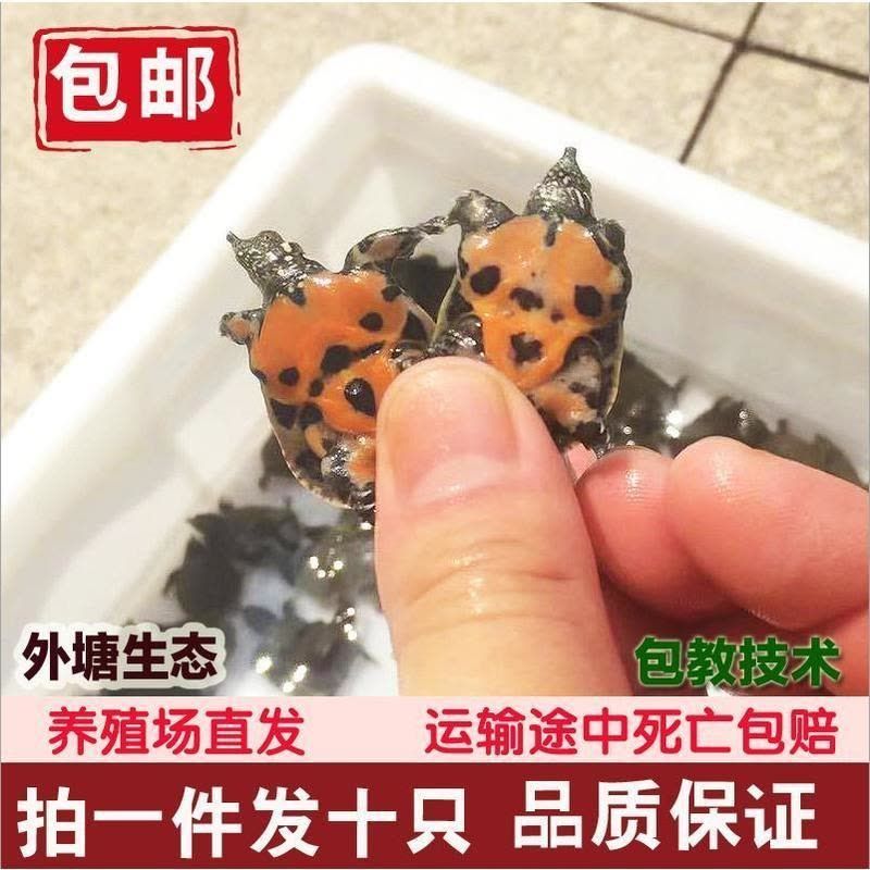 40公分龍魚吃小甲魚（40公分的龍魚可以喂食小甲魚嗎？）
