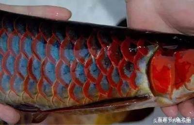 紅龍魚(yú)的顏色有哪些種類(lèi)（紅龍魚(yú)的顏色種類(lèi)及其特點(diǎn)）