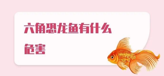 家里養六角龍魚有毒嗎