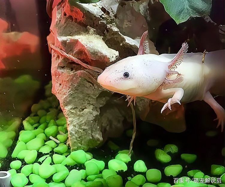 家里養六角龍魚有毒嗎