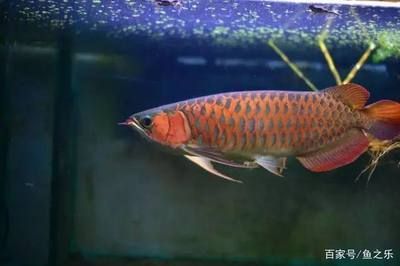 龍魚養(yǎng)多久才發(fā)色，龍魚發(fā)色時間因個體差異、品種、飼養(yǎng)方法、飼養(yǎng)燈光選擇指南